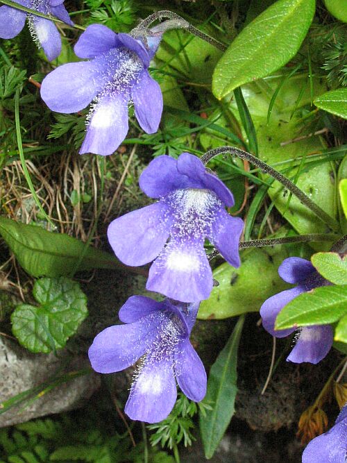Pinguicula vulgaris